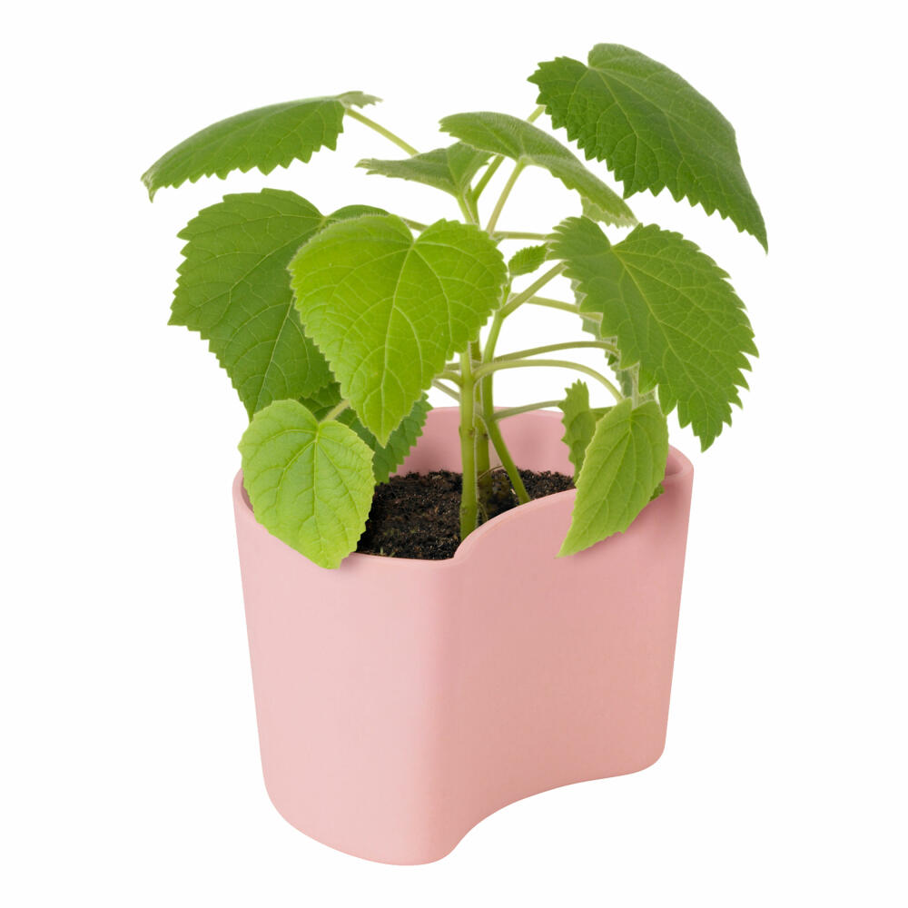 Rig-Tig YOUR TREE Blumentopf mit Samen Pink, Baum Pflanzset, Aufzuchtset, abbaubarer Materialmix, Pink, 7 cm, Z00136-2