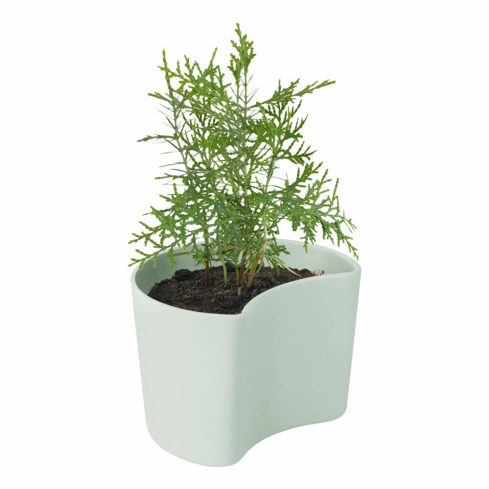Rig-Tig YOUR TREE Blumentopf mit Samen Green, Baum Pflanzset, Aufzuchtset, abbaubarer Materialmix, Grün, 7 cm, Z00136-1