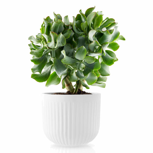 Eva Solo Legio Nova Übertopf Groß, Blumentopf, Pflanzentopf, Porzellan, Weiß, H 13 cm, 887298