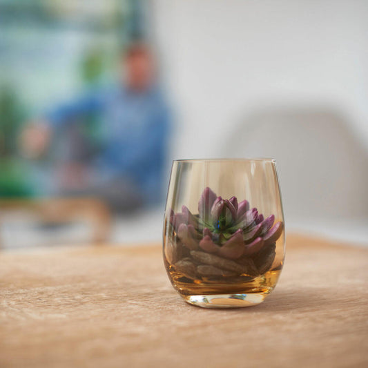 Leonardo Modo Dekoset mit Sukkulente, Vase, Glasvase, Dekoration, Pflanze, Zimmerpflanze, Marrone, 10 cm, 046518