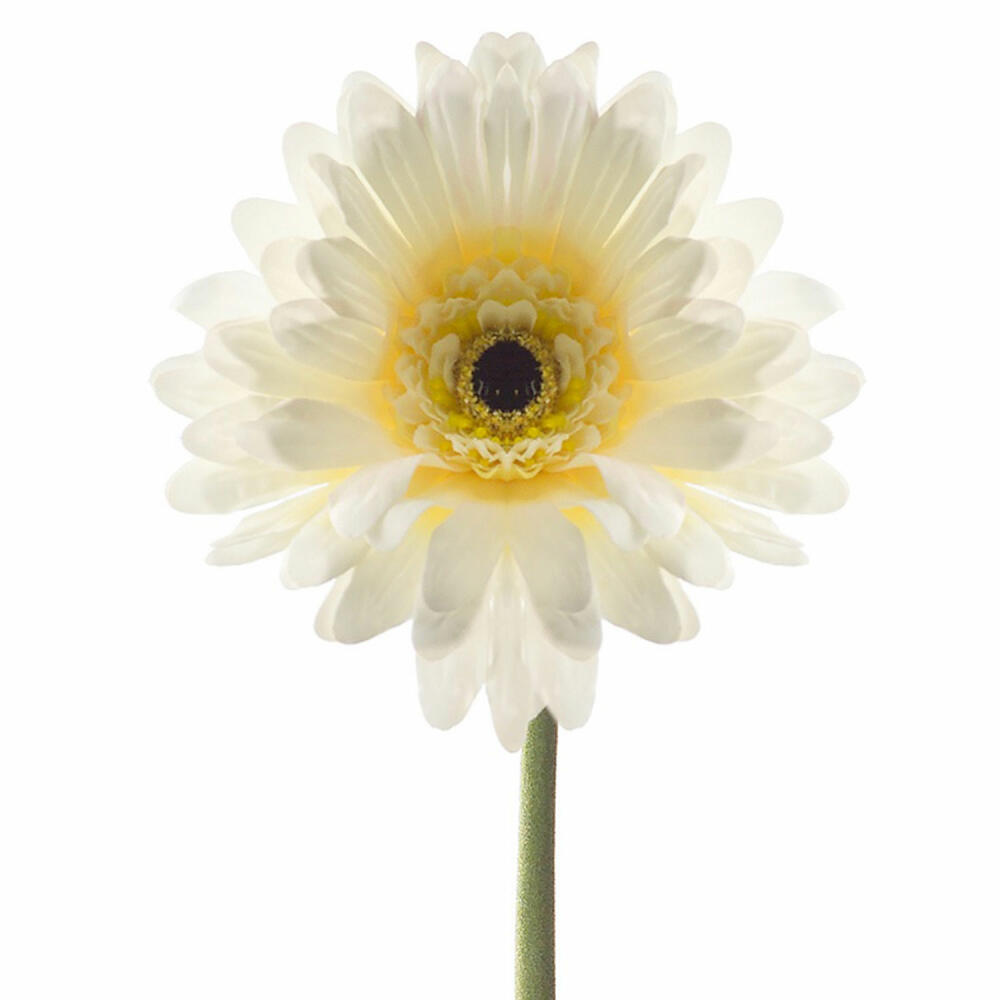 Leonardo Accessories Gerbera, Decoration, Room Embellishment, Plastic, Cream, H 51 cm, 56963