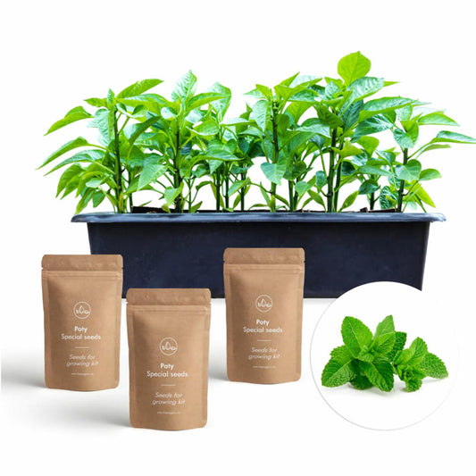 Hexagro cultivation set summer salads, cultivation box with 3 x seeds and coconut substrate, ARGK01