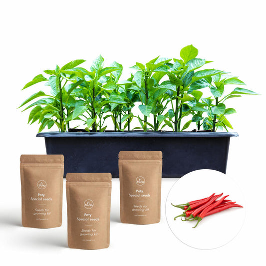 Hexagro cultivation set Spicy, cultivation box with 3 x seeds and coconut substrate, ARGK05