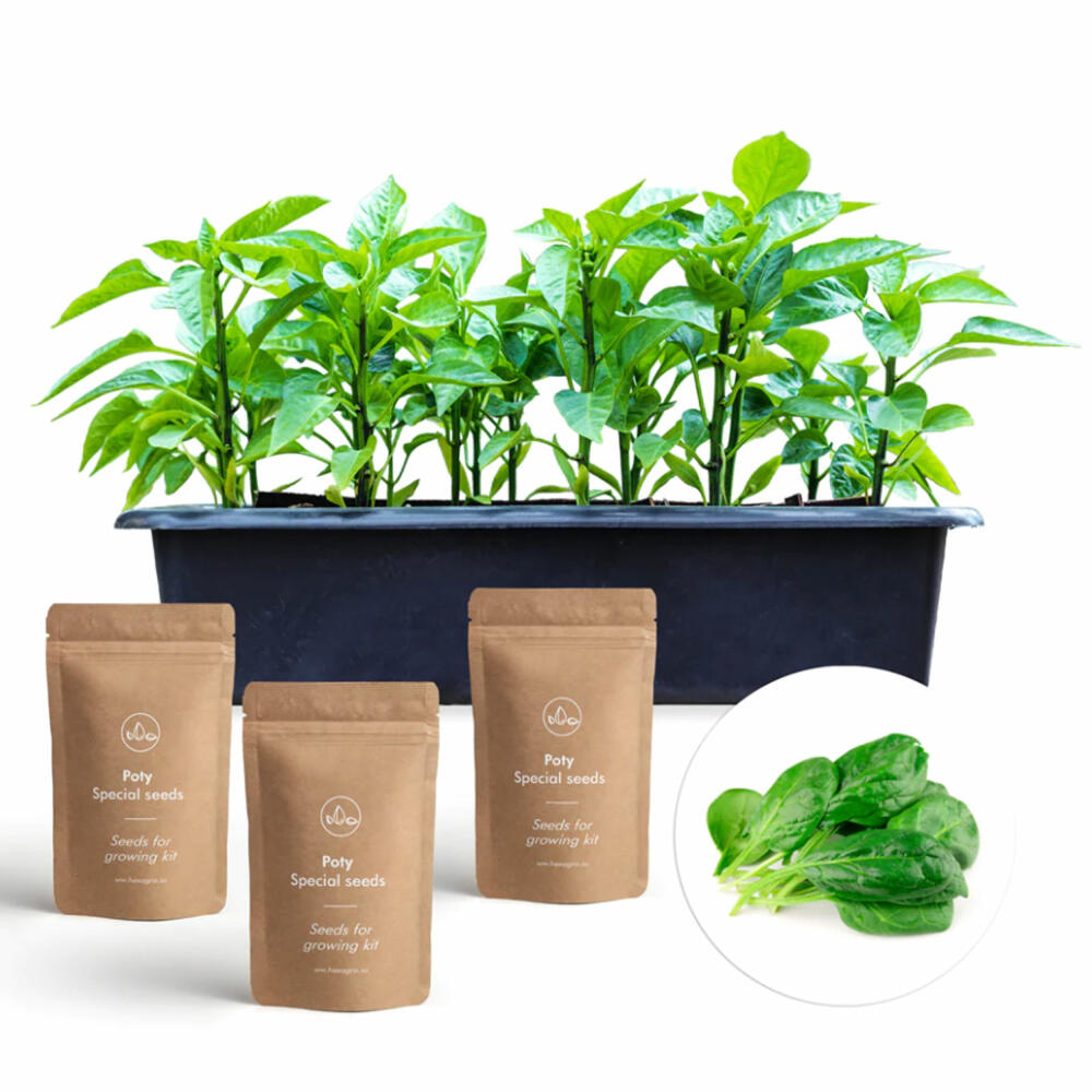 Hexagro cultivation set winter salads, cultivation box with 3 x seeds and coconut substrate, ARGK03