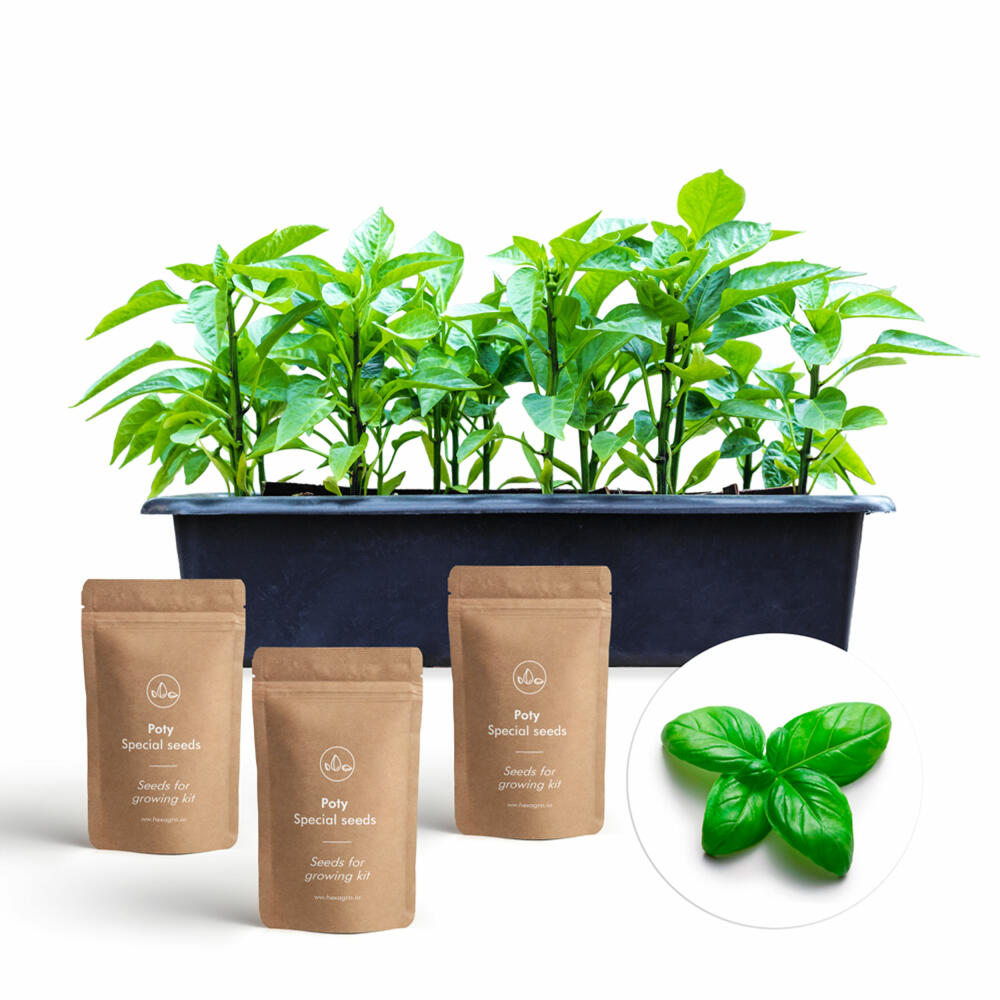 Hexagro Aromatic Growing Kit, Growing Box with 3 x Seeds and Coconut Substrate, ARGK04