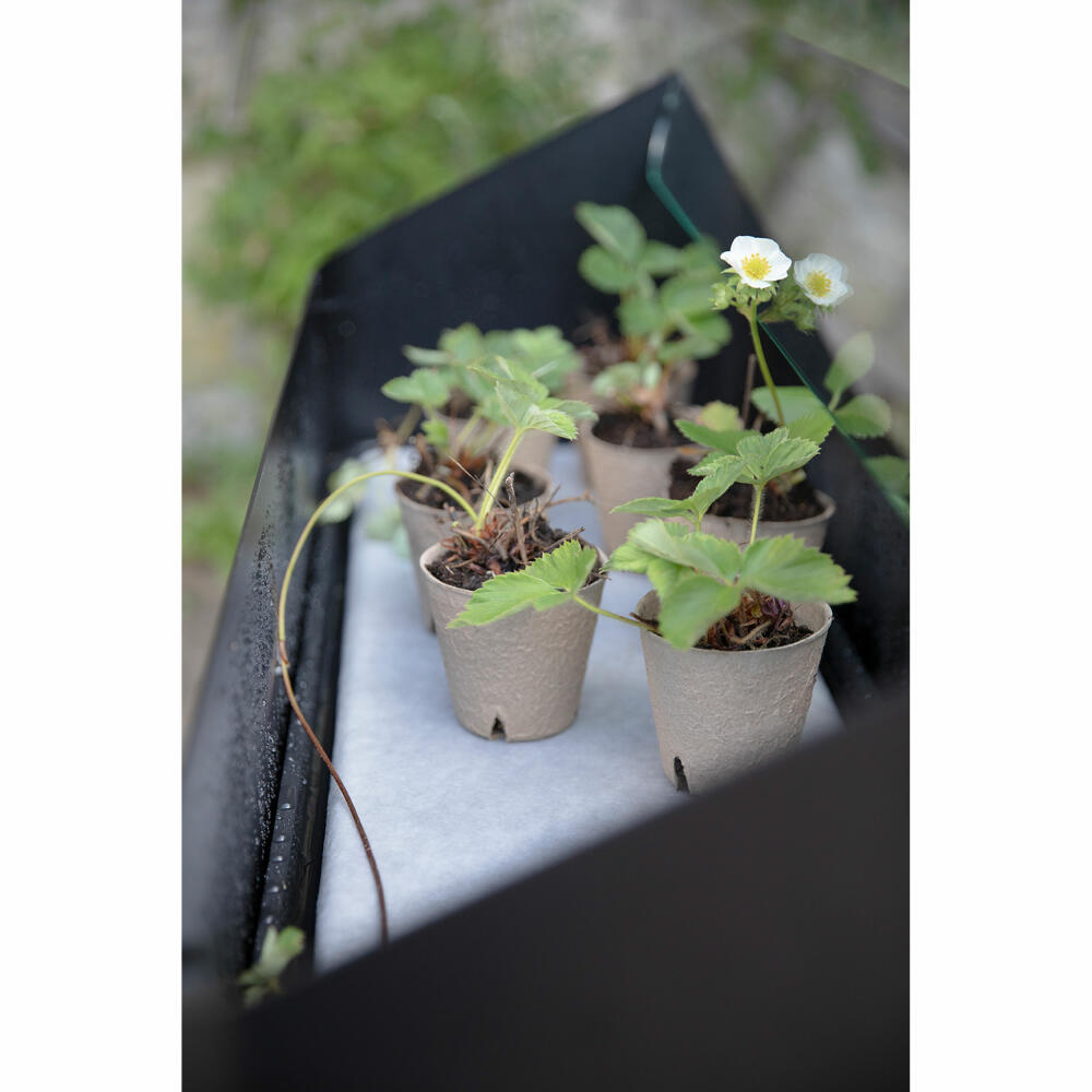 Eva Solo Anzuchtbox Simply Grow, Aluminium, Glas, Kunststoff, Schwarz, 33 x 63 x 80 cm, 741010012