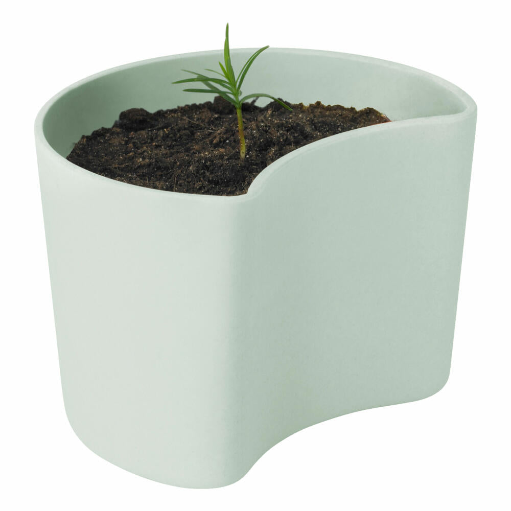 Rig-Tig YOUR TREE Blumentopf mit Samen Green, Baum Pflanzset, Aufzuchtset, abbaubarer Materialmix, Grün, 7 cm, Z00136-1